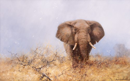 David Shepherd Bull Elephant in Long Grass