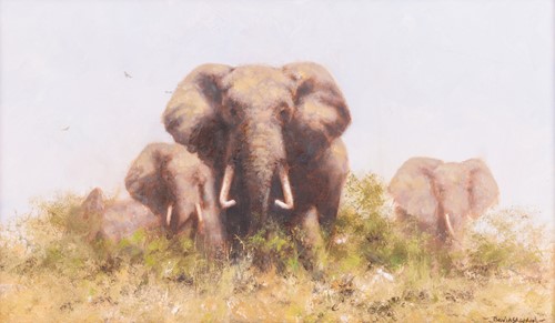 David Shepher Herd of Bull Elephants in Long Grass