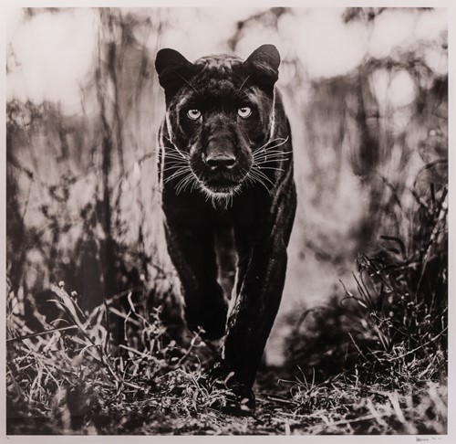 David Yarrow The Superhero