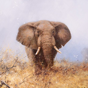 Sell David Shepherd Art