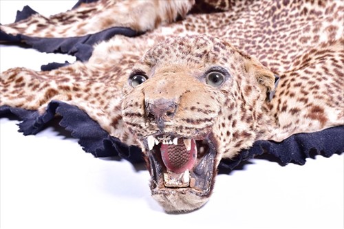 Lot 239 - Taxidermy: African Leopard (Panthera pardus),...
