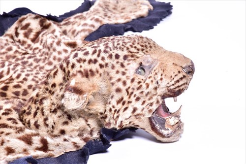 Lot 239 - Taxidermy: African Leopard (Panthera pardus),...