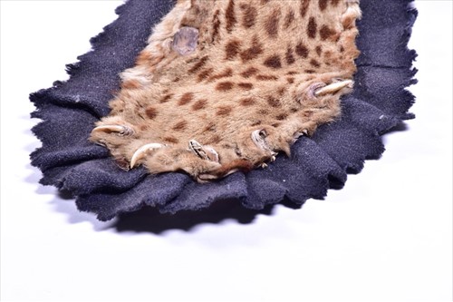 Lot 239 - Taxidermy: African Leopard (Panthera pardus),...