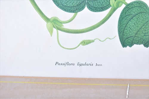 Lot 134 - A group of seven botanical prints depicting...