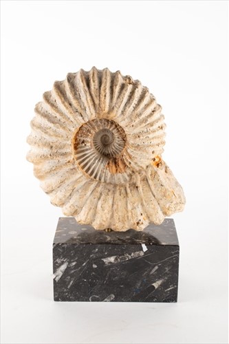Lot 234 - A large ammonite fossil specimenÂ  mounted to...