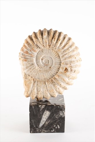 Lot 230 - A large ammonite fossil specimen mounted to a...