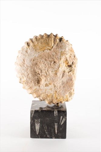 Lot 230 - A large ammonite fossil specimen mounted to a...
