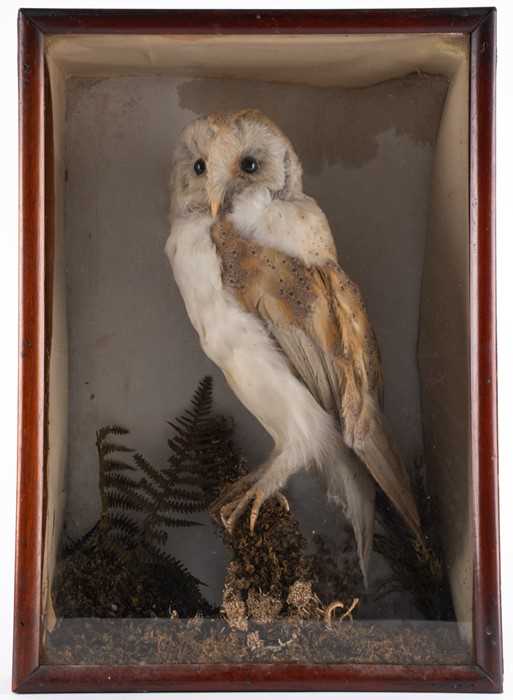 Lot 246 - Taxidermy: A Cased Barn Owl (Tito alba)...