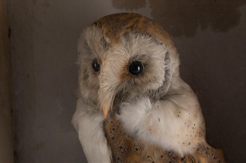 Lot 246 - Taxidermy: A Cased Barn Owl (Tito alba)...