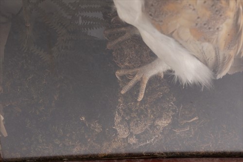 Lot 246 - Taxidermy: A Cased Barn Owl (Tito alba)...