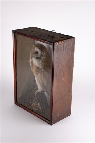 Lot 246 - Taxidermy: A Cased Barn Owl (Tito alba)...
