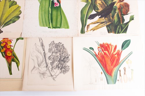 Lot 96 - A portfolio of hand drawn botanical...