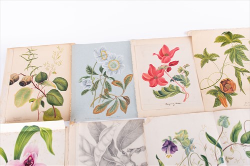 Lot 96 - A portfolio of hand drawn botanical...