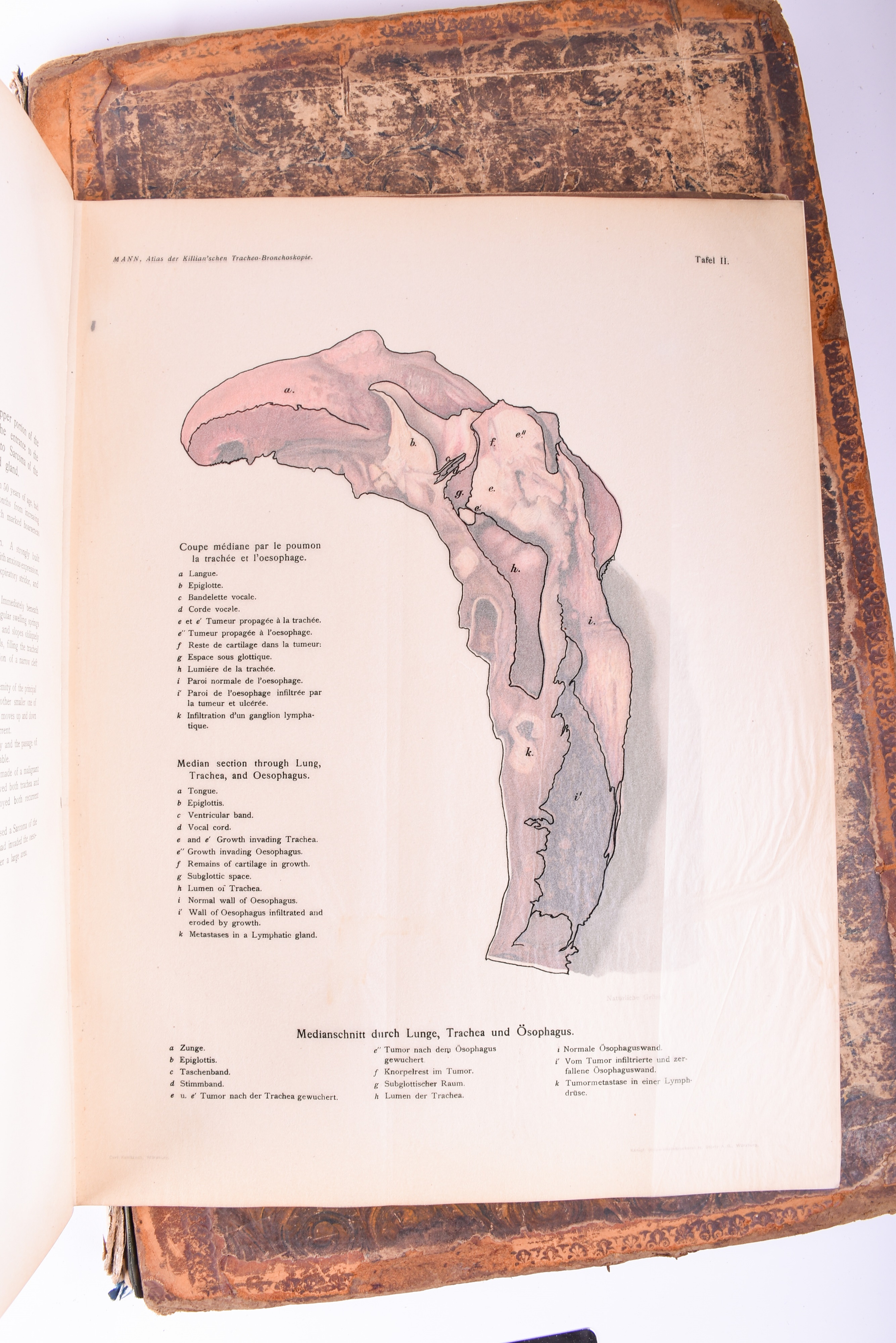 Lot 353 A Large Volume Of The Muscles Of The Human
