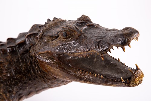 Lot 285 - Taxidermy. A 19th century caiman, modelled...