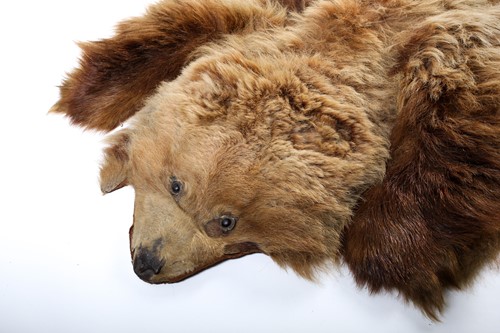 Lot 399 - Taxidermy: a large brown bear skin floor rug,...