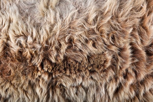 Lot 399 - Taxidermy: a large brown bear skin floor rug,...