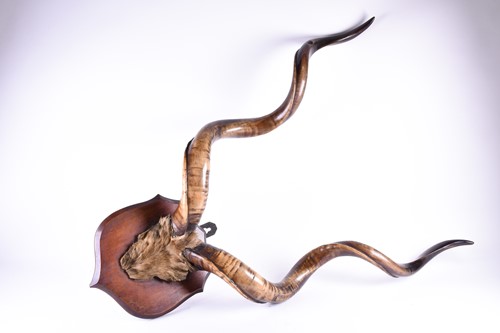 Lot 414 - A large pair of male Kudu horns, 19th century,...