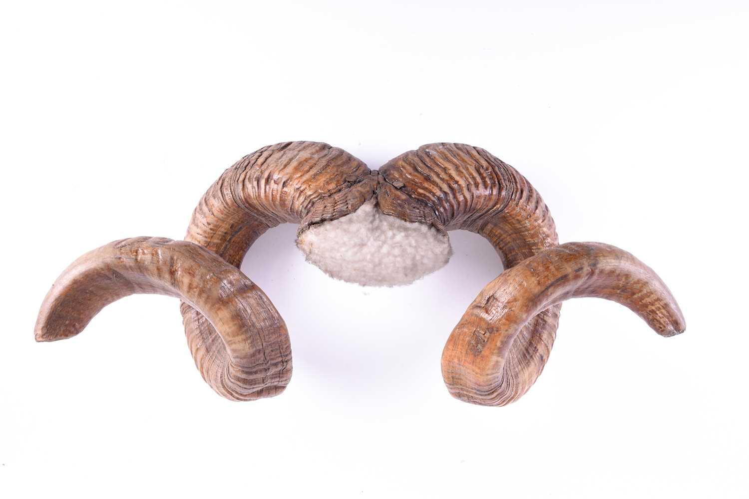 Lot 441 - A pair of adult male Mouflon coiled horns,...