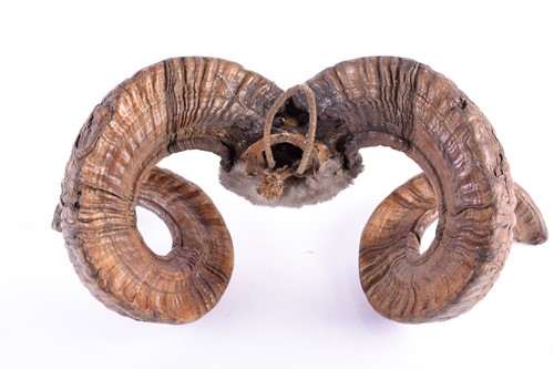 Lot 441 - A pair of adult male Mouflon coiled horns,...