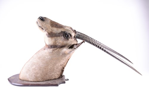 Lot 492 - Taxidermy - a shoulder mounted Oryx, on shield...