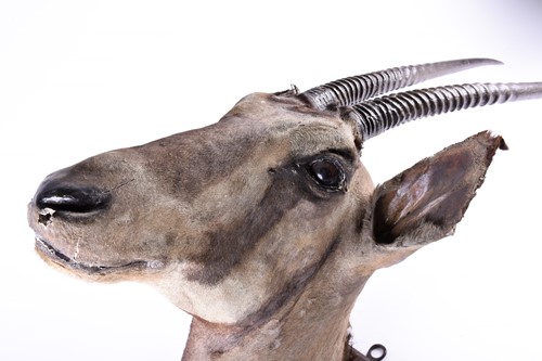 Lot 492 - Taxidermy - a shoulder mounted Oryx, on shield...