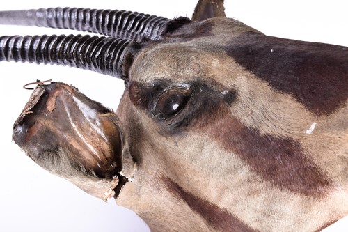 Lot 492 - Taxidermy - a shoulder mounted Oryx, on shield...