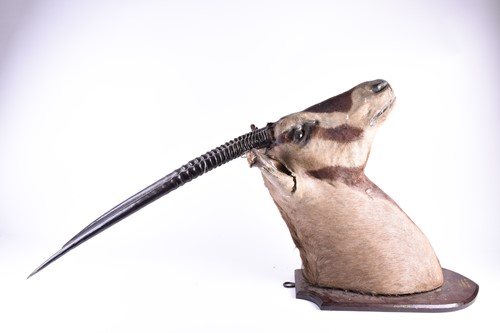 Lot 492 - Taxidermy - a shoulder mounted Oryx, on shield...