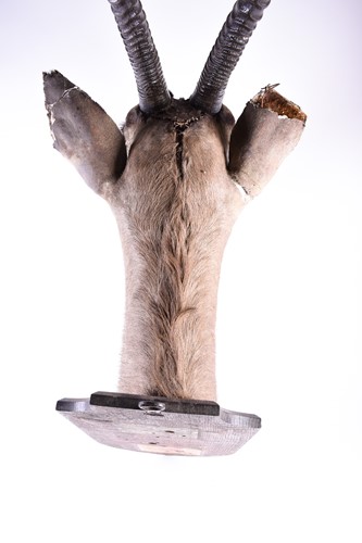 Lot 492 - Taxidermy - a shoulder mounted Oryx, on shield...