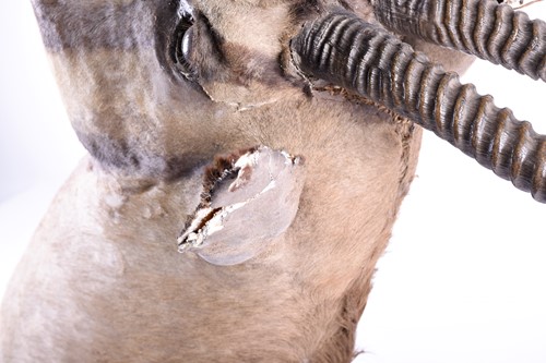 Lot 492 - Taxidermy - a shoulder mounted Oryx, on shield...