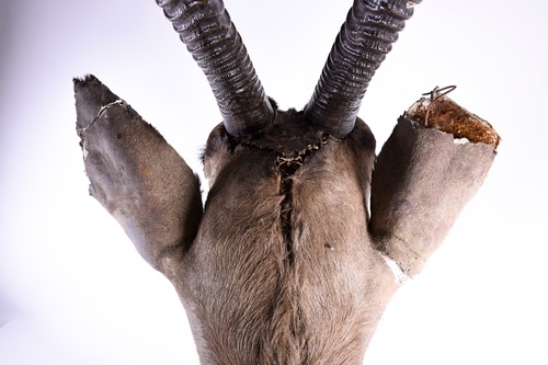 Lot 492 - Taxidermy - a shoulder mounted Oryx, on shield...
