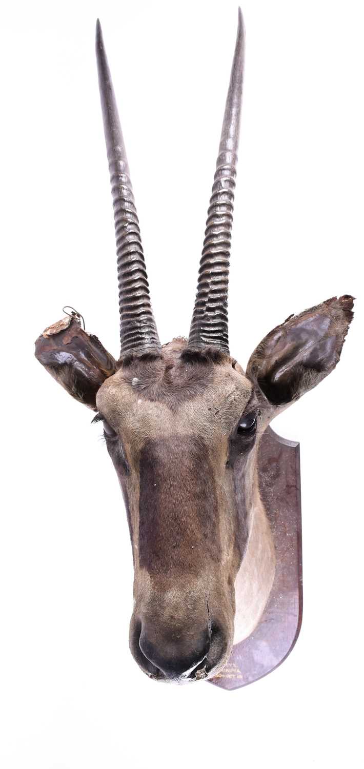 Lot 492 - Taxidermy - a shoulder mounted Oryx, on shield...