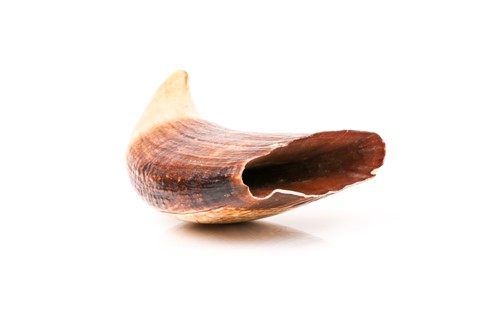 Lot 447 - A carved Scrimshaw sperm whale tooth, carved...