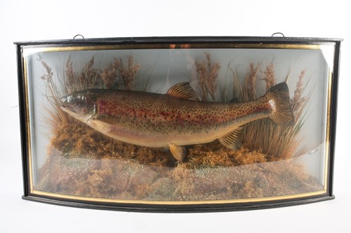 Lot 302 - A 'Cooper' type, bow-fronted cased taxidermist'...