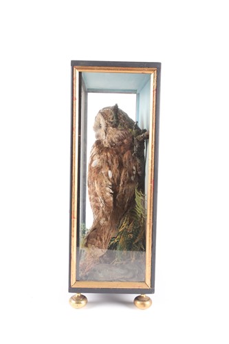 Lot 184 - A Victorian taxidermy display of an owl...
