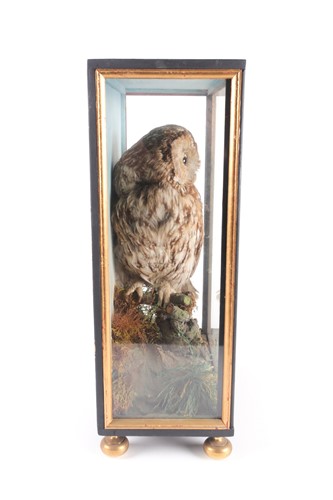 Lot 184 - A Victorian taxidermy display of an owl...