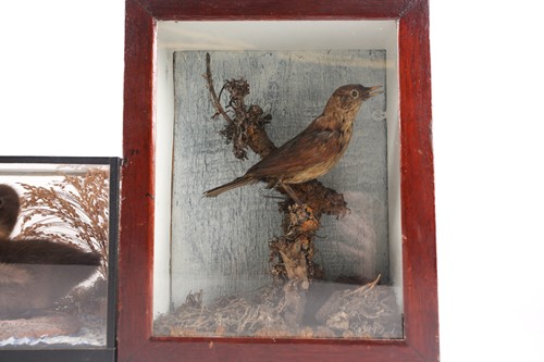 Lot 190 - An early 20th century taxidermists display of...