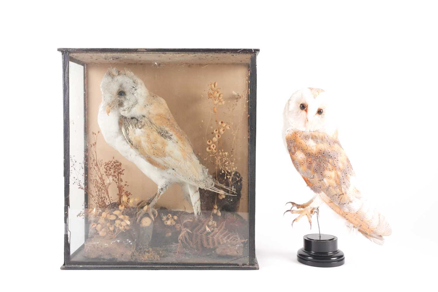Lot 156 - A Victorian taxidermy display of a barn owl in...