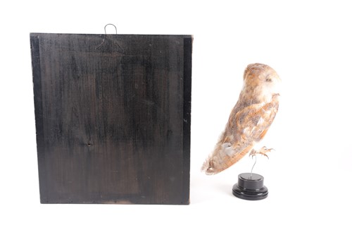 Lot 156 - A Victorian taxidermy display of a barn owl in...