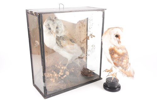 Lot 156 - A Victorian taxidermy display of a barn owl in...