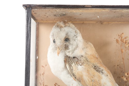 Lot 156 - A Victorian taxidermy display of a barn owl in...
