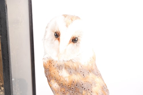 Lot 156 - A Victorian taxidermy display of a barn owl in...