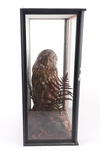 Lot 172 - An early 20th century taxidermists display of...
