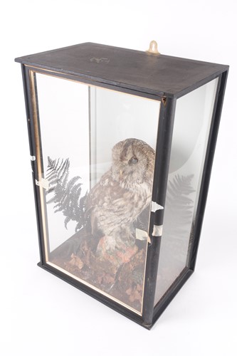 Lot 172 - An early 20th century taxidermists display of...