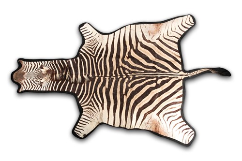 Lot 350 - A large fabric-backed Zebra skin rug with an...