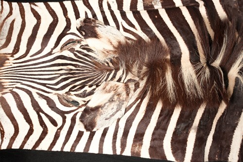 Lot 350 - A large fabric-backed Zebra skin rug with an...