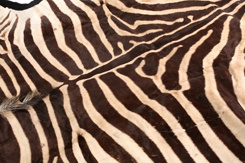 Lot 348 - A large fabric-backed Zebra skin rug with an...