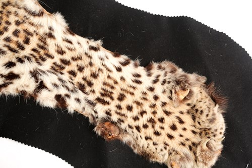 Lot 356 - A fabric-backed Leopard skin rug with an...