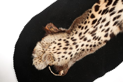 Lot 356 - A fabric-backed Leopard skin rug with an...