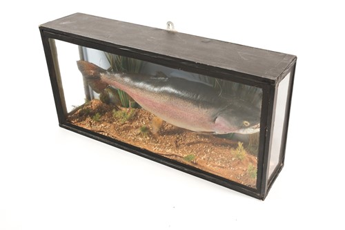 Lot 487 - Taxidermy, a mounted Rainbow Trout, 20th...